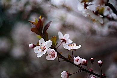 Valve表示Steam Deck现在无需预订即可购买